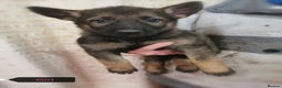 Belgian Shepherd Dog dogs for sale: Belgian malinois cross Czech Shepherd  - Advert 10