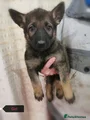 Belgian Shepherd Dog Puppy 2