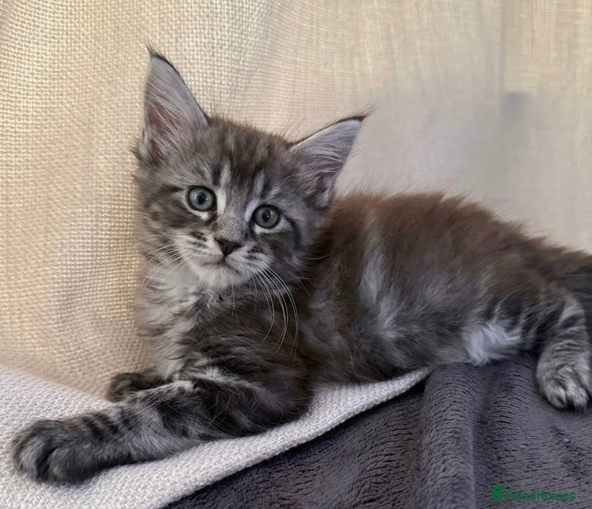 Maine Coon cats Beautiful 100% Maine Coon kittens - Advert 11