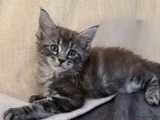 Maine Coon cats Beautiful 100% Maine Coon kittens - Advert 11