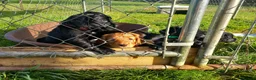 Cocker Spaniel dogs for sale: Working Cocker Spaniel Puppies - Advert 10