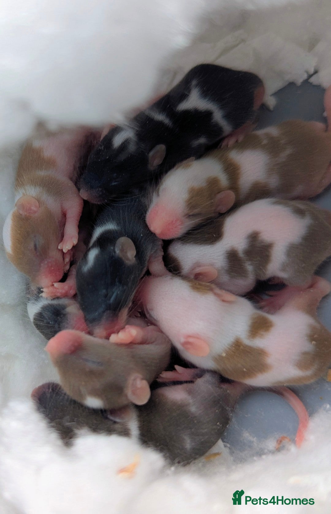 Mouse rodents Fancy mice  - Advert 8