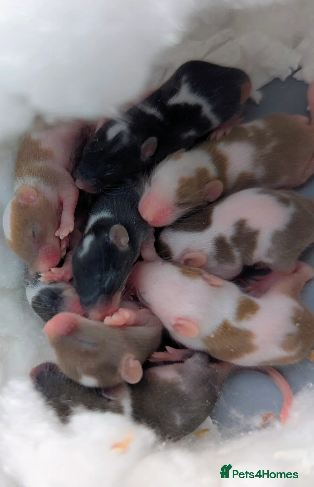 Mouse rodents for sale: Fancy mice  - Advert 1