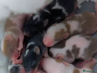 Mouse rodents Fancy mice - Advert 8