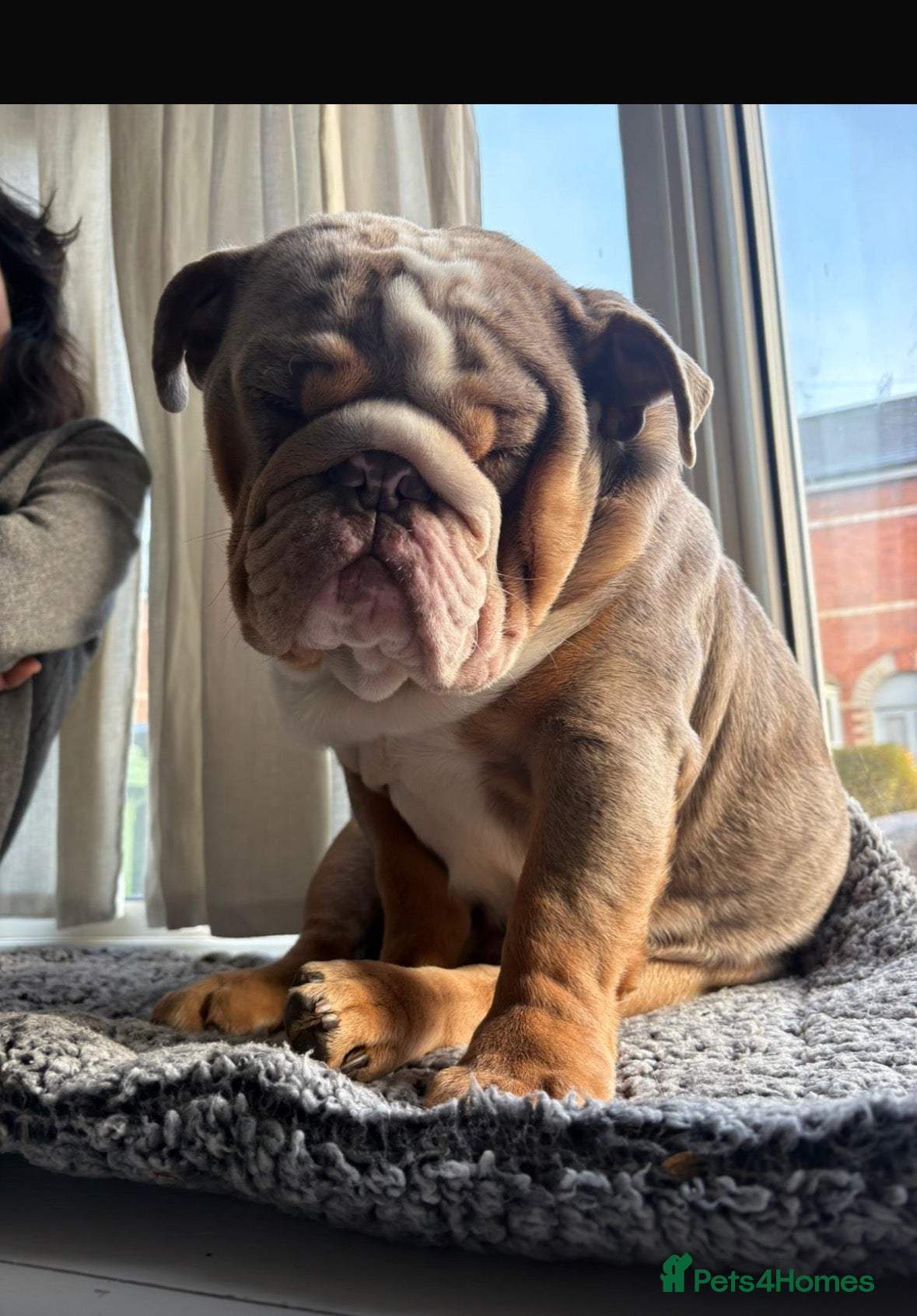 English Bulldog dogs Merle English mini bulldog - Advert 1