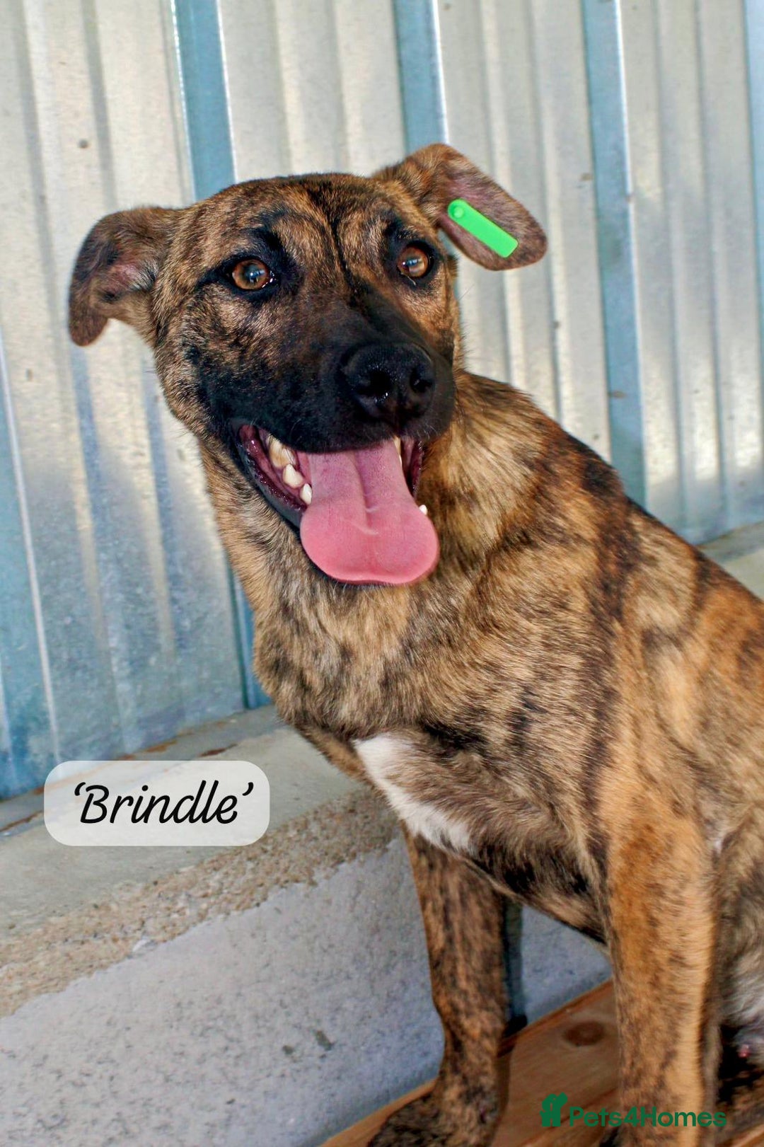 Mixed Breed dogs for adoption: Brindle, approx 7 months. Available for adoption. - Image 20