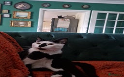 Arabian Mau cats for sale: Meet beautiful Tuxie ❤️ - Image 9