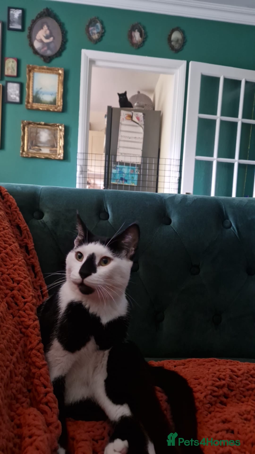 Arabian Mau cats for sale: Meet beautiful Tuxie ❤️ - Image 9