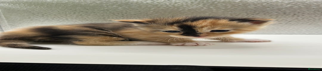 Maine Coon Kitten 3