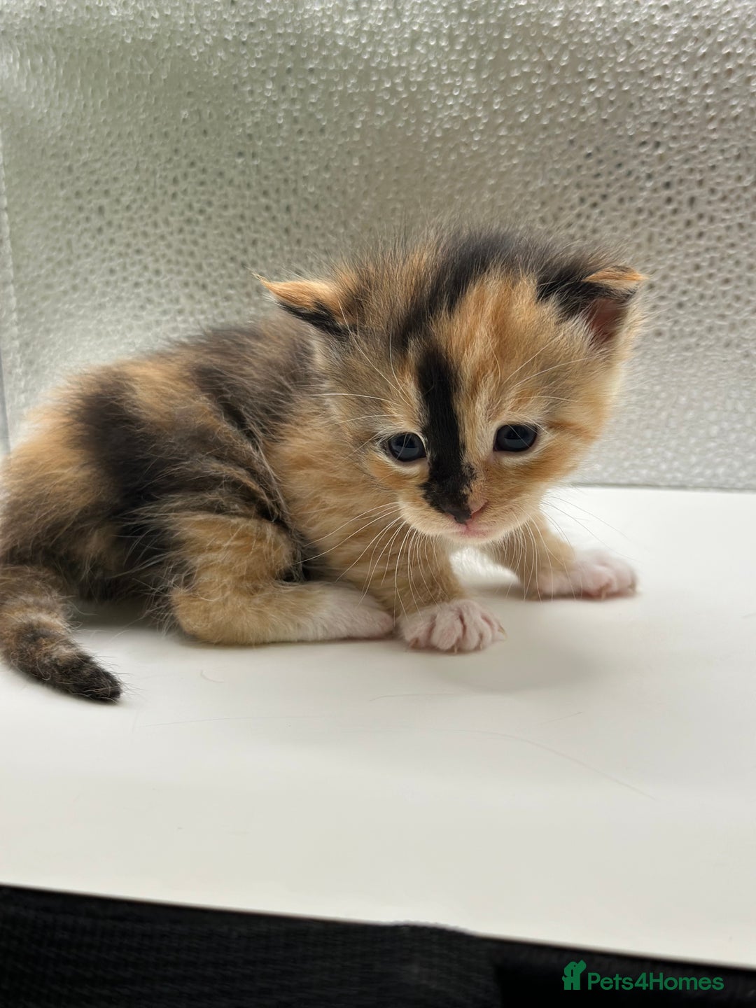 Maine Coon cats for sale: Main coon X  - Image 4