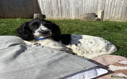 Cocker Spaniel dogs for sale: Working Cocker Spaniel  - Image 2