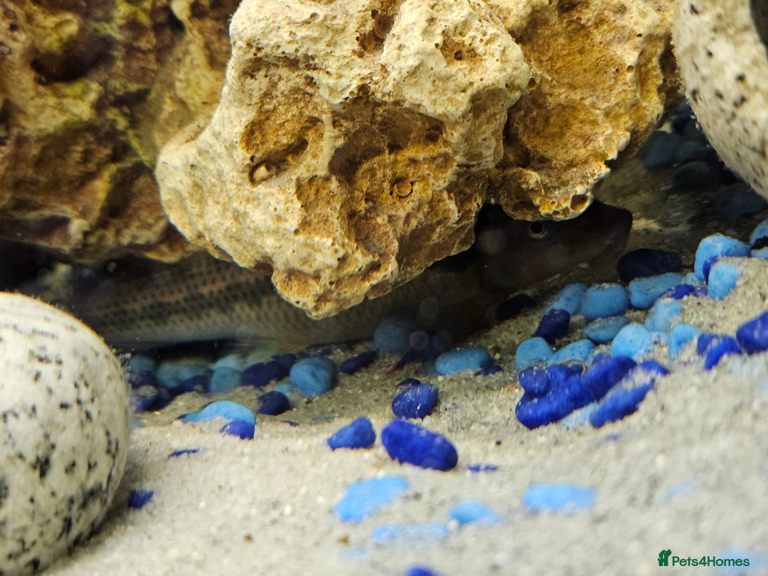 Other/Mixed Breed fish for sale: 2 Chinese algae eaters - Image 3