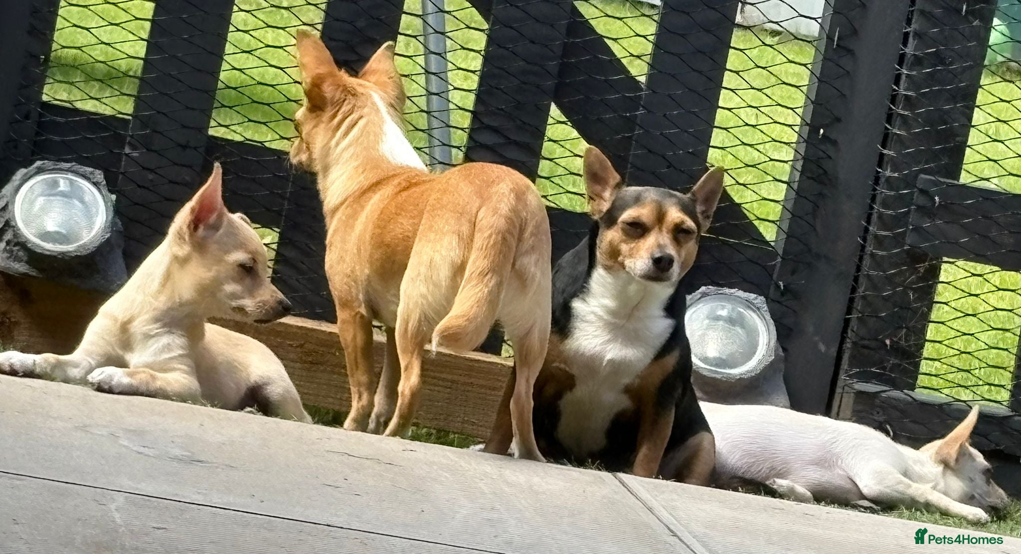 Chihuahua dogs 2 beautiful pups for sale.  - Advert 1