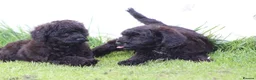 Cavapoo dogs for sale: Beautiful Cavapoo puppies for sale - Advert 26
