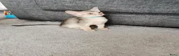 Abyssinian cats for sale: Beautiful Abyssinian Kitten ready for reservation  - Advert 6