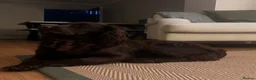 Cocker Spaniel dogs for sale: Well Bred KC Working Cockers in Chelmsford - Advert 6