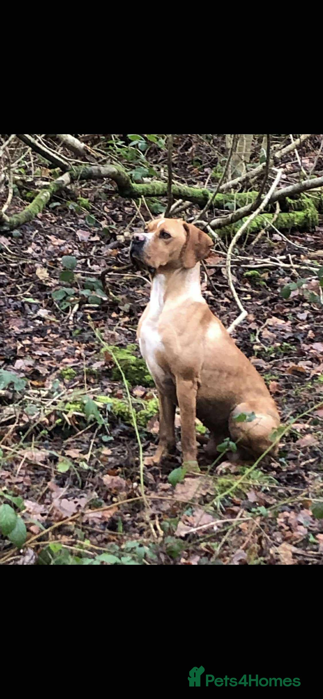 Pointer dogs for sale: Portuguese pointer litter due January 2026 - Advert 2