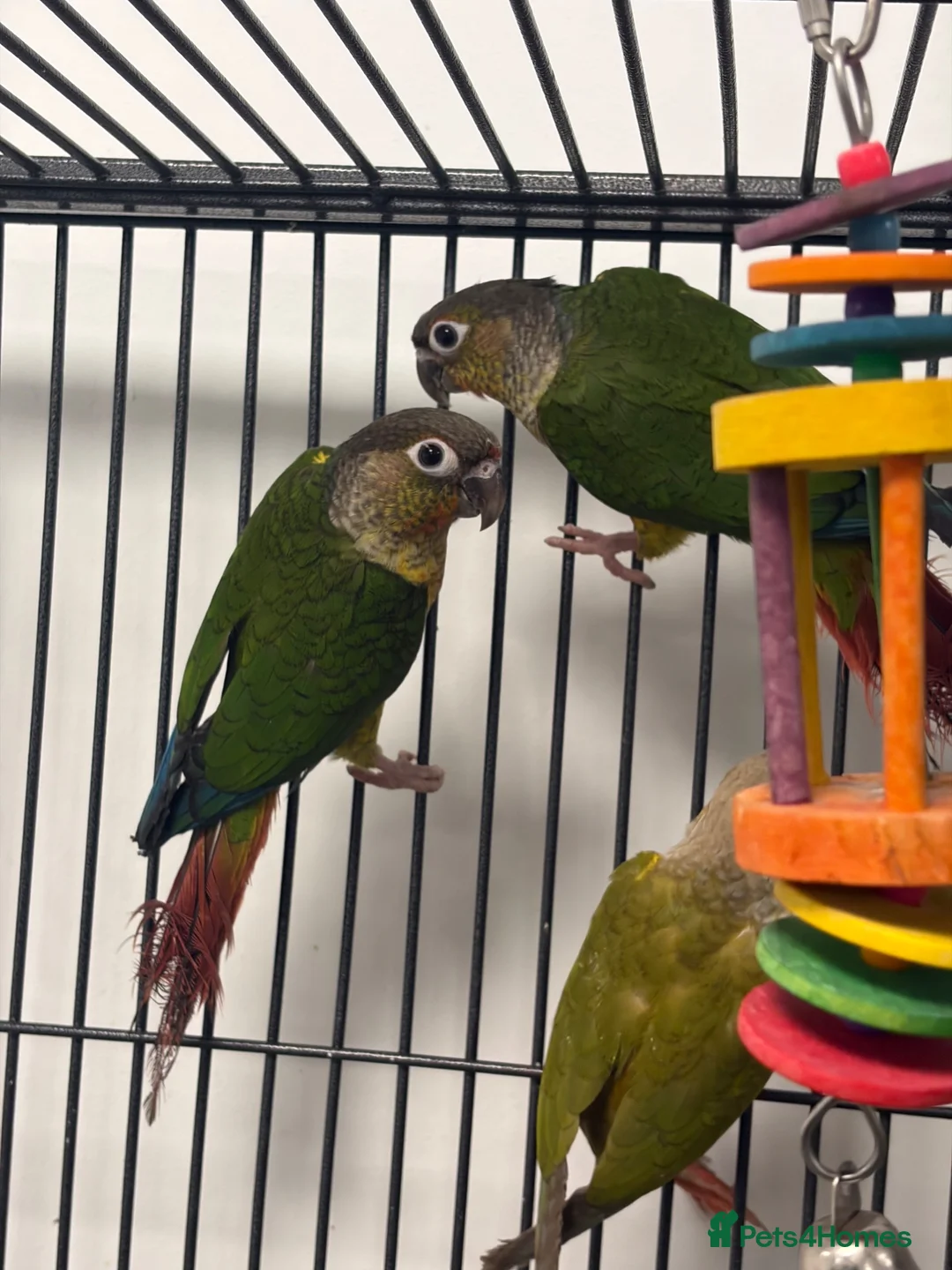 Mixed Breed birds for sale: Various Stunning Birds - Nationwide Delivery  in Newcastle upon Tyne - Advert 30