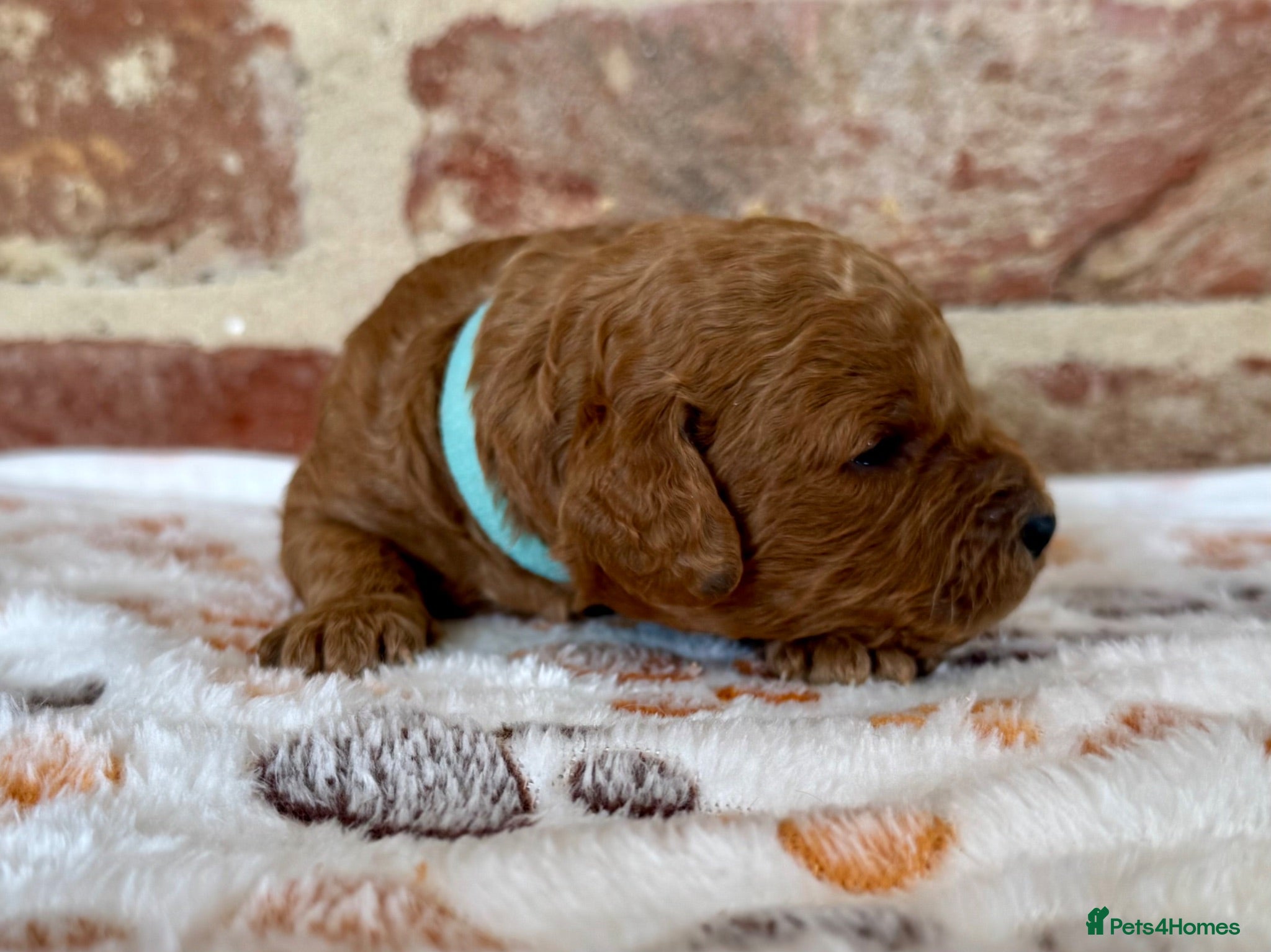 Cavapoo dogs 🐾 F1b male cavapoo 🐾 - Advert 1