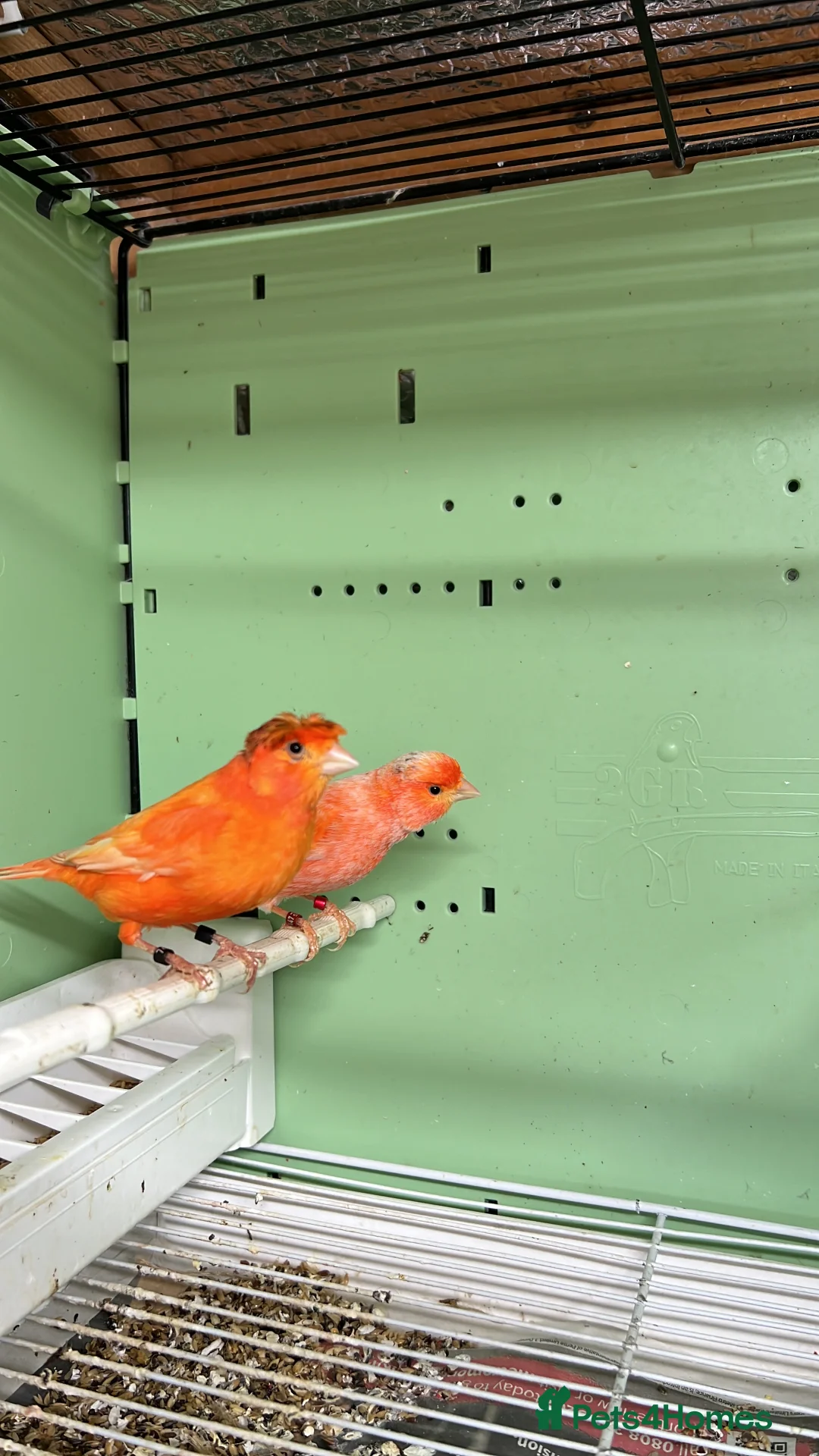 Canaries birds for sale: Canaries for sale  - Advert 16