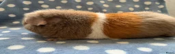 Guinea Pig rodents for sale: Beautiful female teddy available  - Advert 3