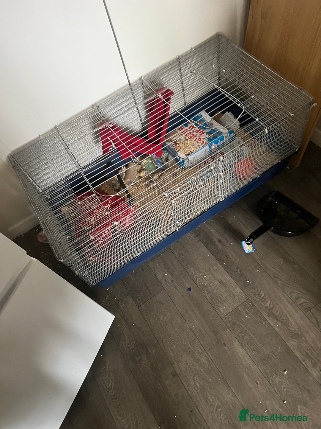 Ferret rodents for sale: Ferrit - Image 2