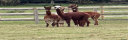 Alpaca livestock for sale: Mini Herd of Alpacas  - Advert 3