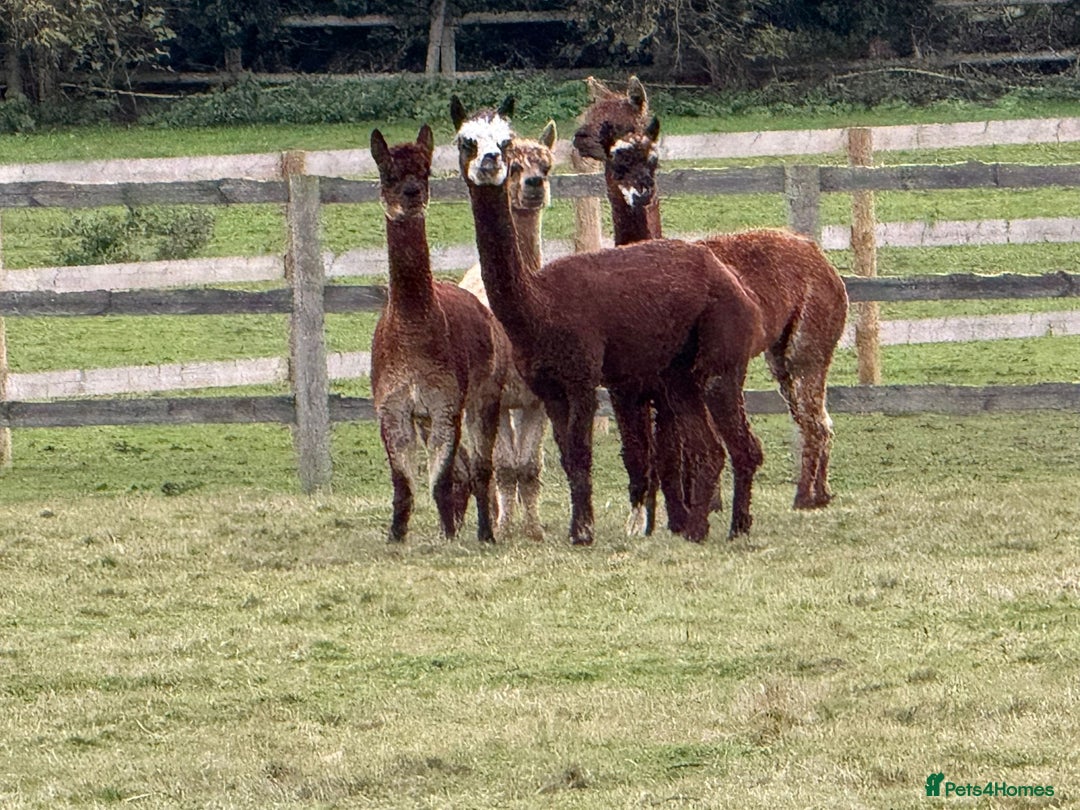 Alpaca livestock for sale: Mini Herd of Alpacas  - Advert 3