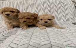 Mixed Breed dogs for sale: 🐾🐾 F1 Bb Maltipoo Puppies Boys and Girls 🐾🐾 - Image 11
