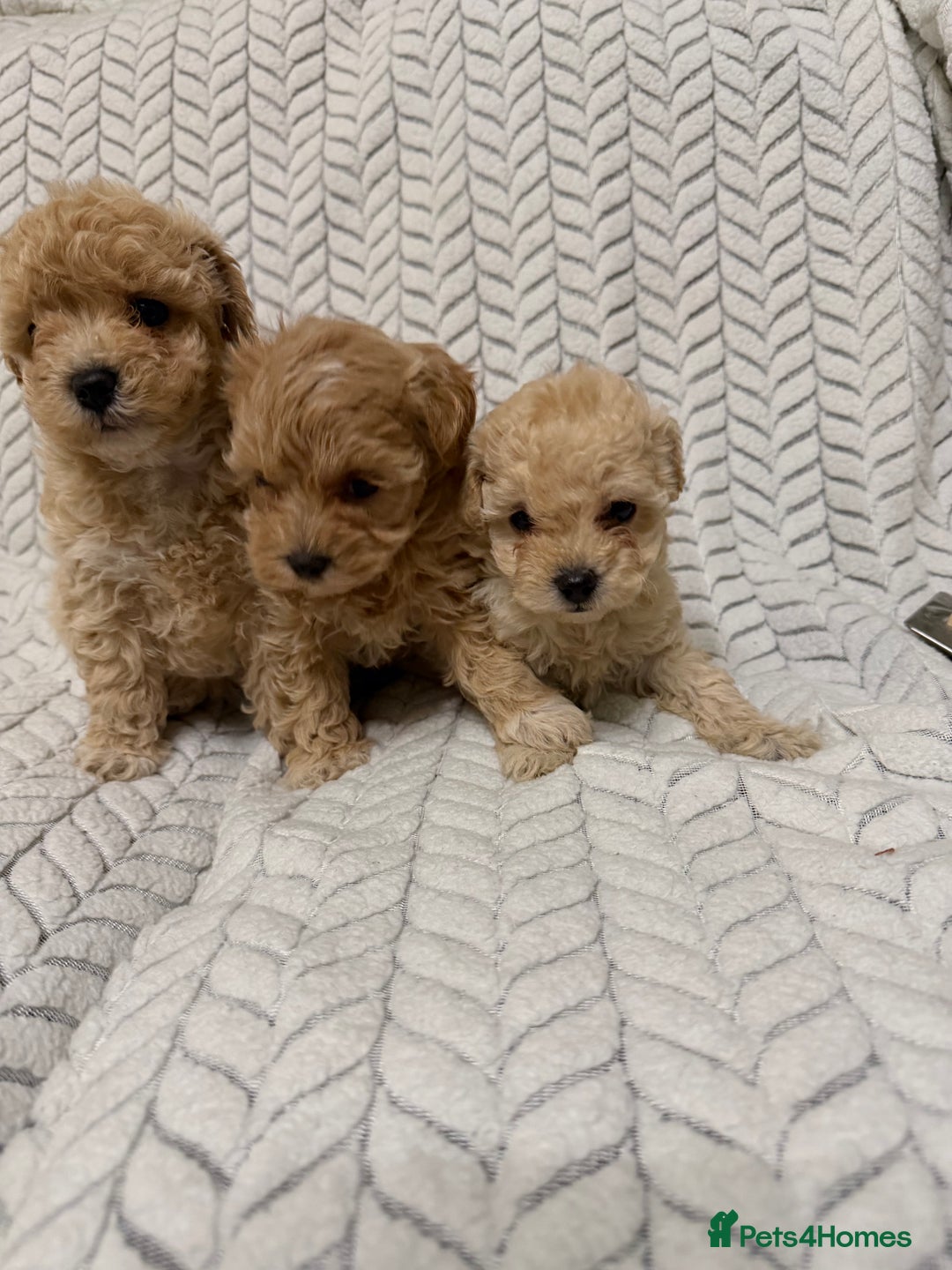 Mixed Breed dogs for sale: 🐾🐾 F1 Bb Maltipoo Puppies Boys and Girls 🐾🐾 - Image 11