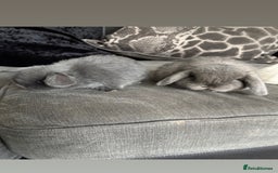 Mini Lop rabbits for sale: Gorgeous Mini Lops  - Image 31