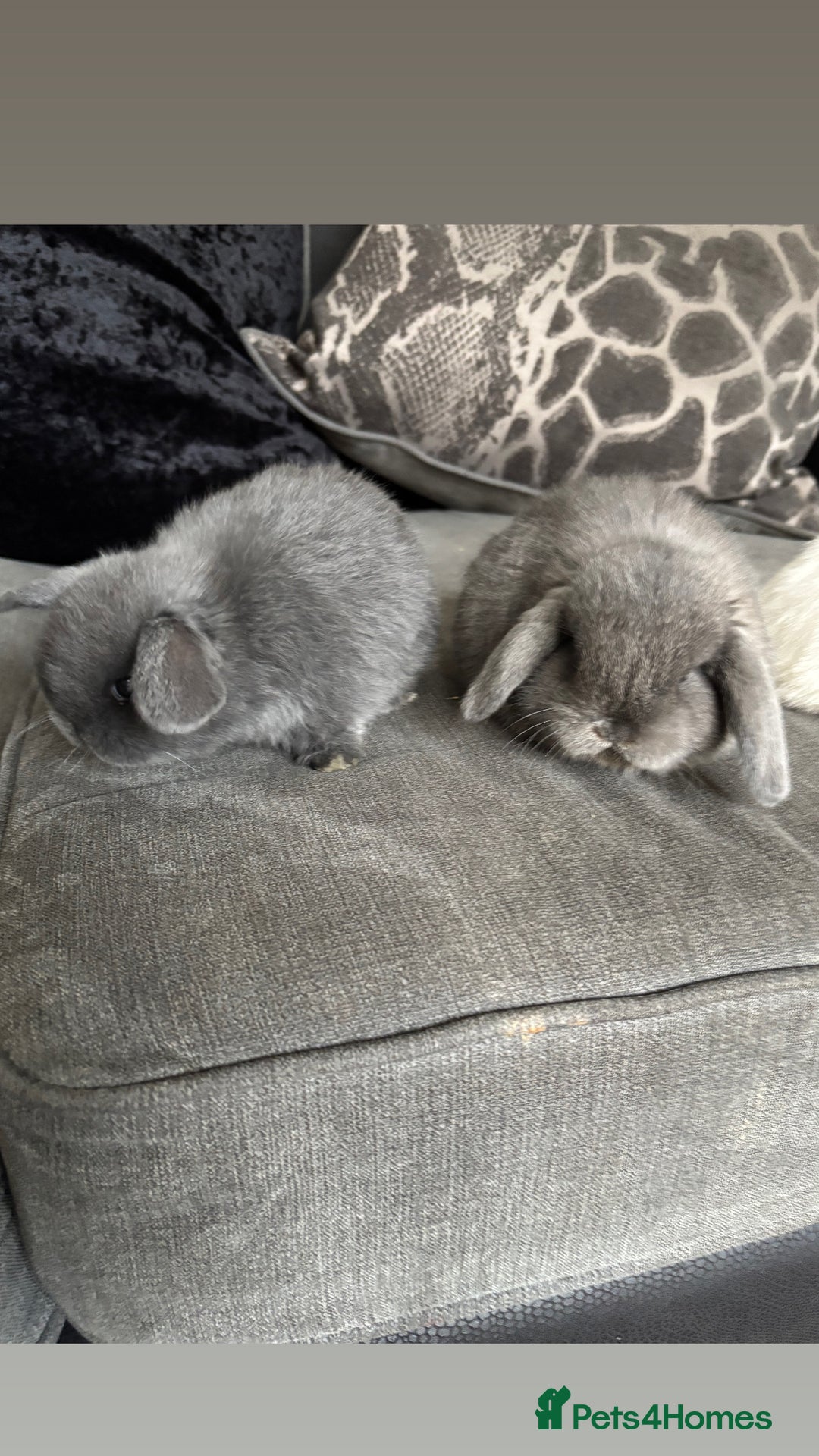 Mini Lop rabbits for sale: Gorgeous Mini Lops  - Image 31