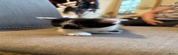Mixed Breed cats for sale: 5 Adorable Kittens – Ready Soon for Loving Homes in London - Advert 7