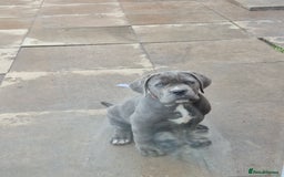 Cane Corso dogs for sale: Beautiful cane corso for sale! - Image 1