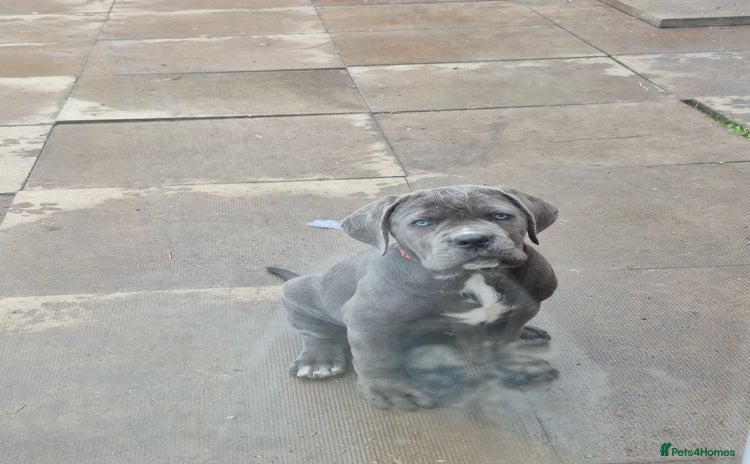 Cane Corso dogs - Advert 2