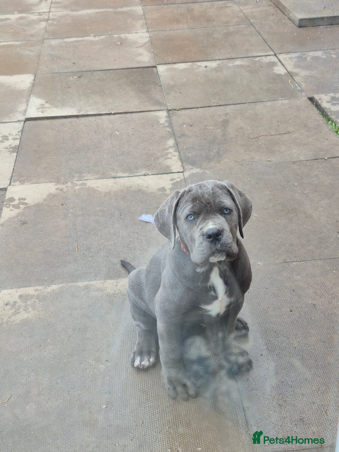 Cane Corso dogs for sale: Beautiful cane corso for sale! - Image 1