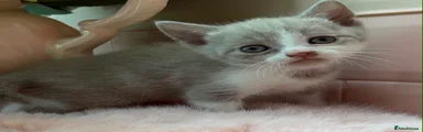 Scottish Fold 2