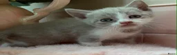 Scottish Fold cats for sale: Stunning Scottish fold & Selkirk Rex kitten  - Advert 35