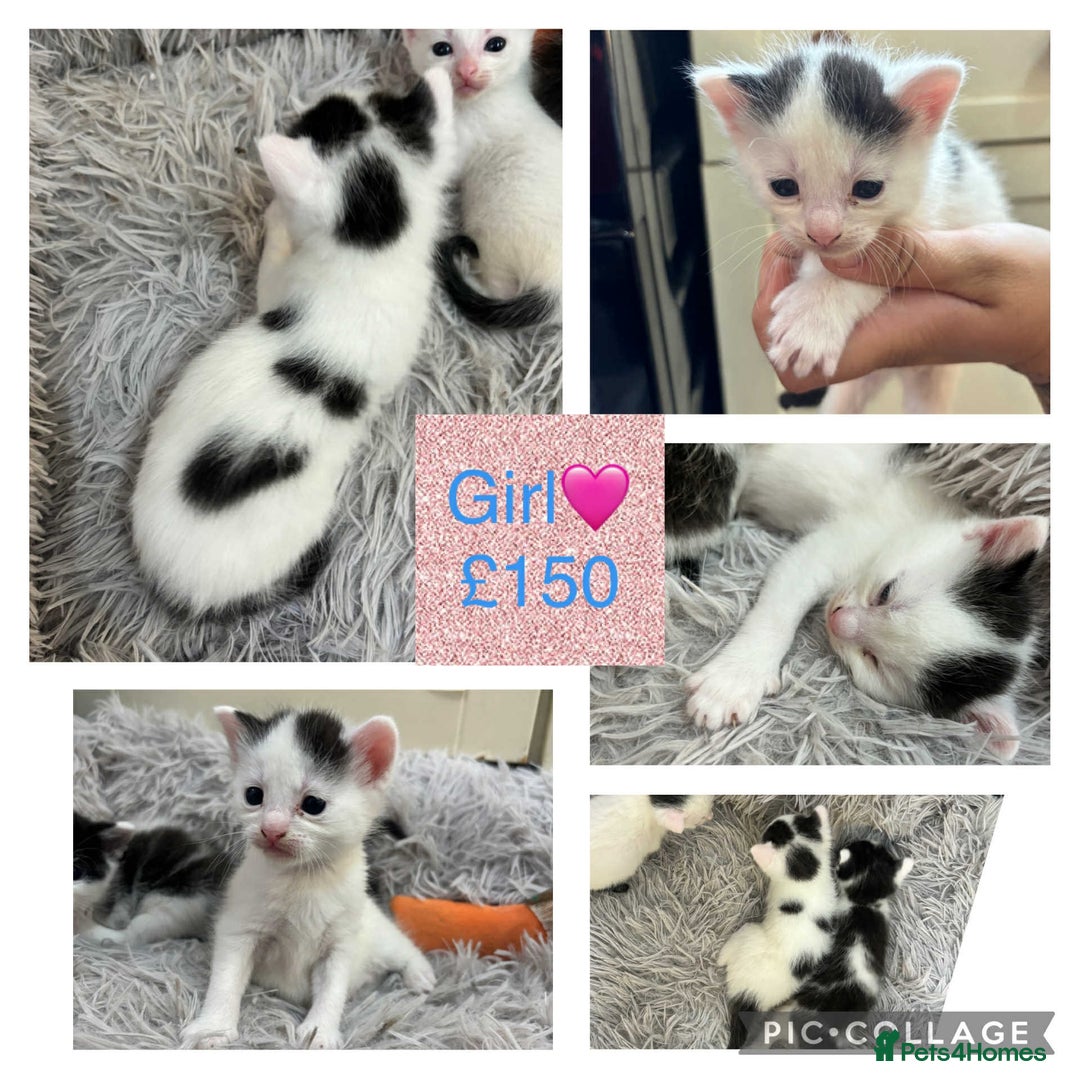 British Shorthair cats for sale: One boy two girls mixed breed kittens - Image 2