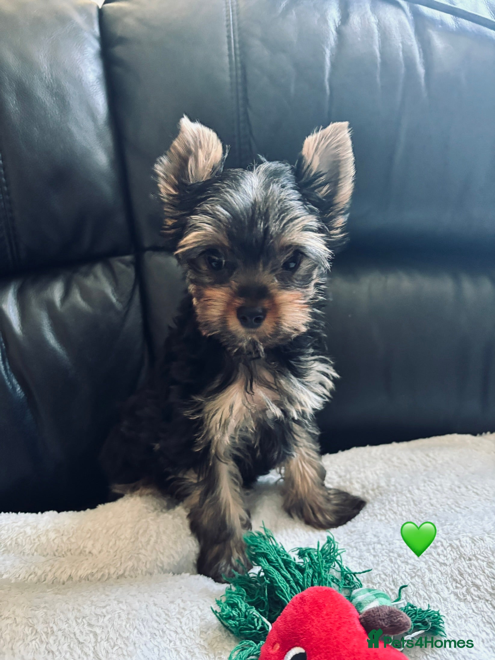 Yorkshire Terrier dogs Ready to go ❤️yorkshire terrier puppies,KC REG. - Advert 15