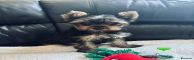 Yorkshire Terrier 1