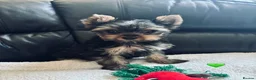 Yorkshire Terrier dogs for sale: 3 Beautiful yorkshire terrier puppies,KC REG. - Advert 6