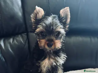 Yorkshire Terrier dogs Ready to go ❤️yorkshire terrier puppies,KC REG. - Advert 15