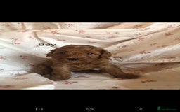 Cavapoo dogs for sale: F1B CAVAPOO PUPPIES  - Image 6