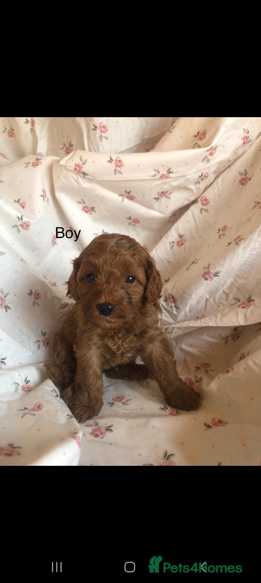 Cavapoo dogs for sale: F1B CAVAPOO PUPPIES  - Image 6