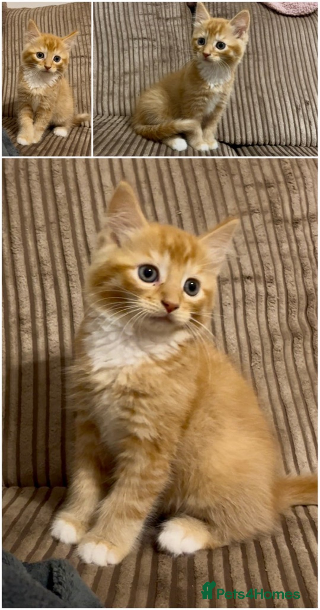 Mixed Breed cats for sale: Lovely kittens ready now  - Image 1