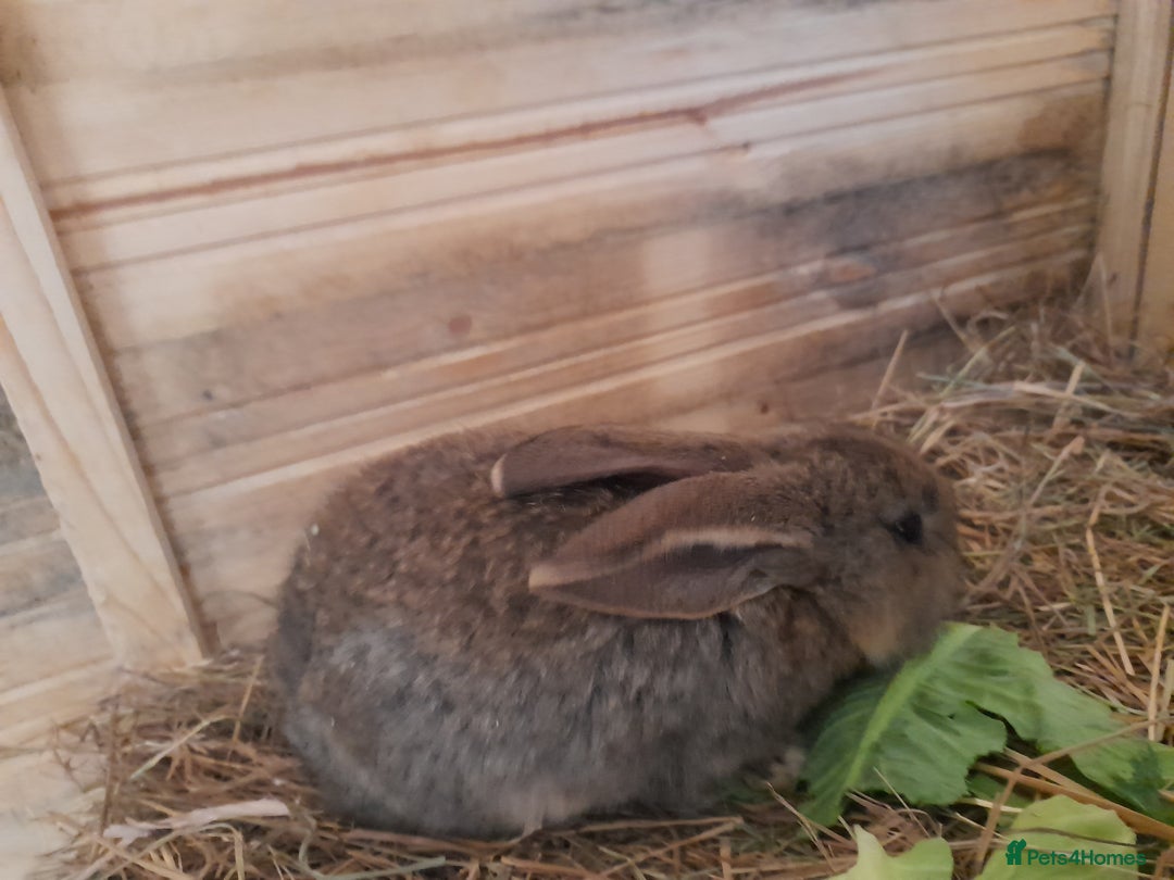Continental Giant rabbits for sale: Beautiful Pure Continental Giant Babies - Advert 8