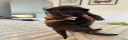 Mixed Breed cats for sale: 4 Kittens for sale - 2 male 2 female! - Advert 13