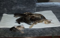 Domestic Shorthair cats for sale: Three female Domestic Shorthair - Image 4