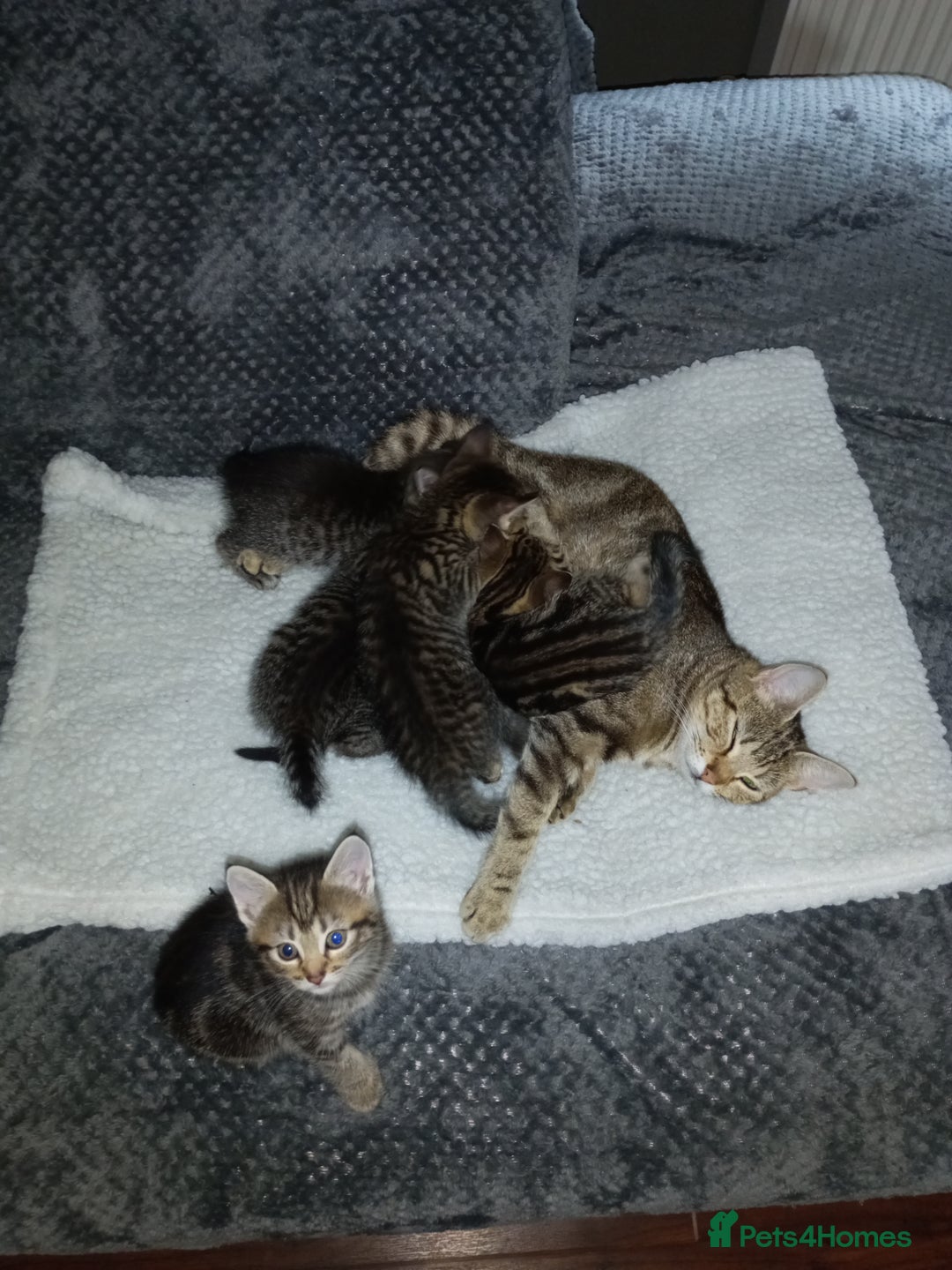 Domestic Shorthair cats for sale: Three female Domestic Shorthair - Image 4